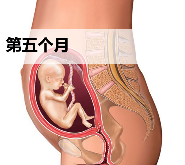 怀孕第五个月胎儿发育图