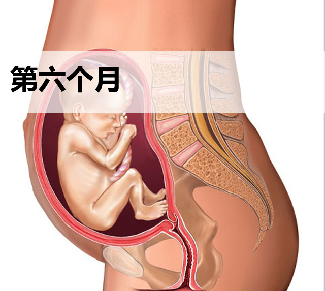 怀孕第六个月胎儿发育图