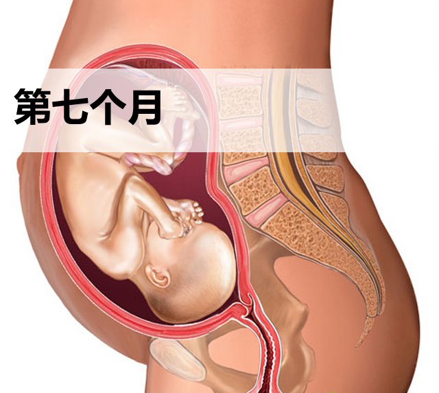 怀孕第七个月胎儿发育图