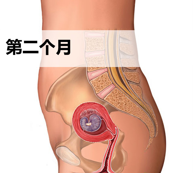 怀孕第二个月胎儿发育图