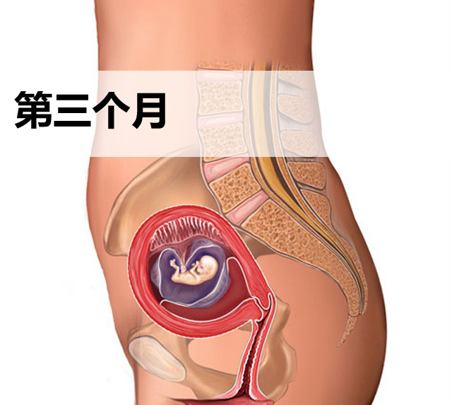 怀孕第三个月胎儿发育图