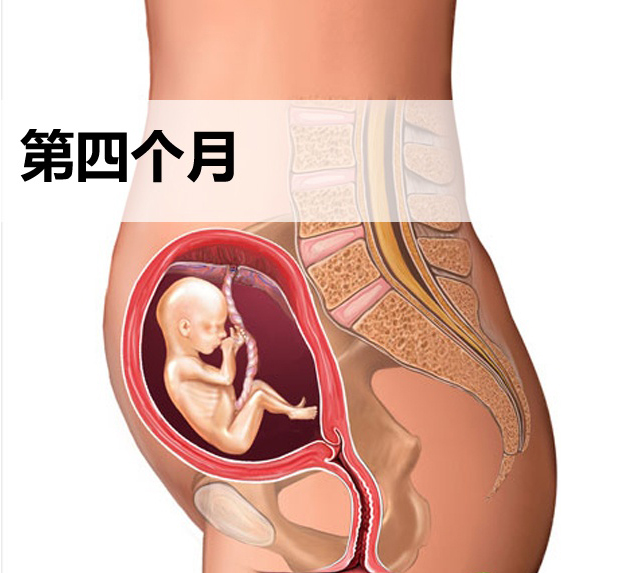 怀孕第四个月胎儿发育图