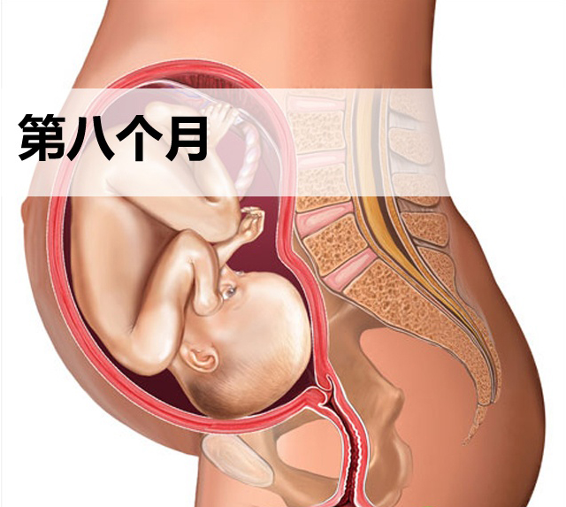 怀孕第八个月胎儿发育图