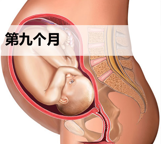 怀孕第九个月胎儿发育图