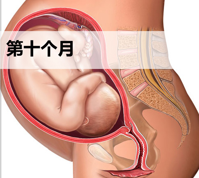 怀孕第十个月胎儿发育图