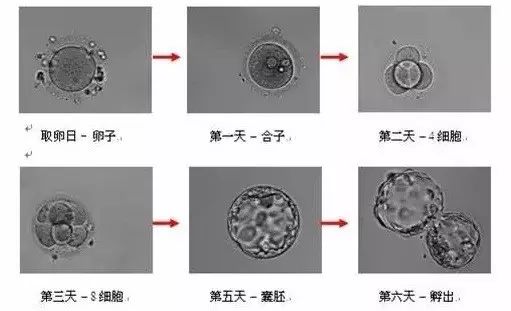 胚胎发育整体过程图